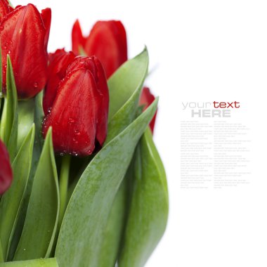 Red tulips clipart