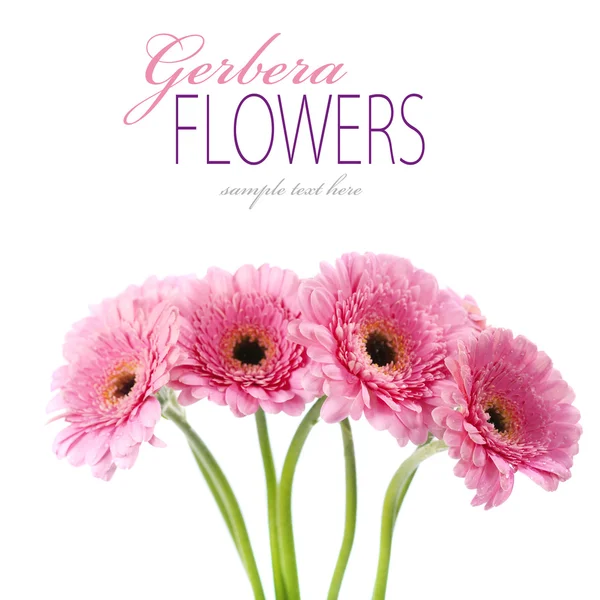 stock image Gerbera flowers