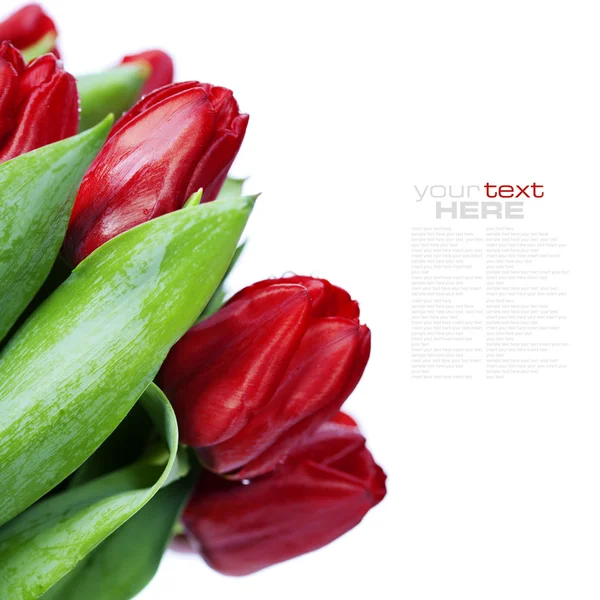 Rode tulpen — Stockfoto