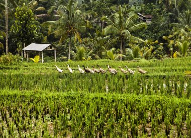 şaşırtıcı tropikal peyzaj. Endonezya - bali.