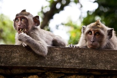 Monkey. Bali a zoo. Indonesia. clipart