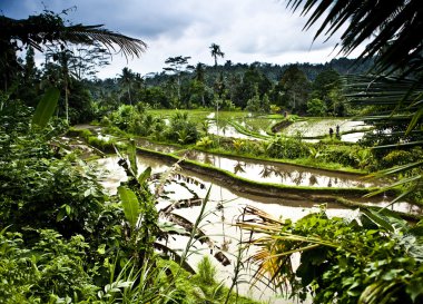 şaşırtıcı tropikal peyzaj. Endonezya - bali.