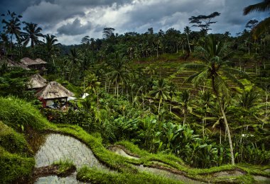 şaşırtıcı tropikal peyzaj. Endonezya - bali.