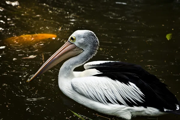 Pelikan. — Stok fotoğraf