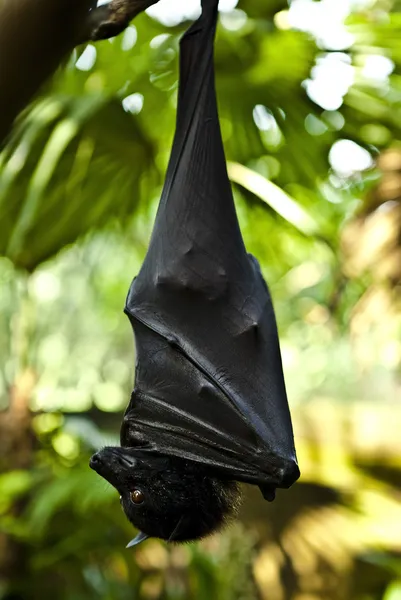 Černá-kaloň (Pteropus blízko) — Stock fotografie