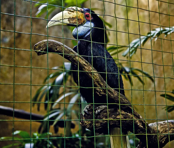 Hornbill en captivité à Bali aviary oiseaux en Indonésie — Photo