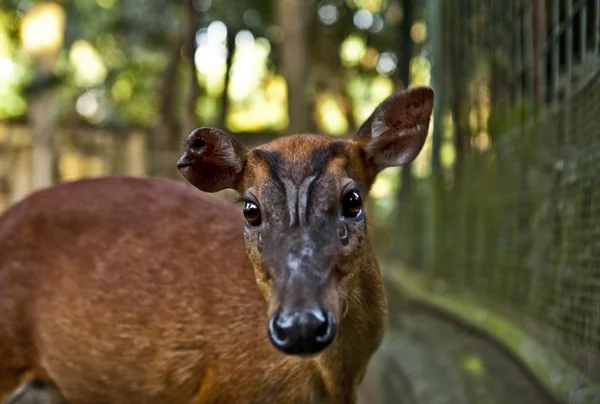 stock image Young deer in bali a zoo. Bali. Indonesia