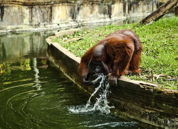 Macaco. Bali um zoológico. Indonésia . — Fotografia de Stock