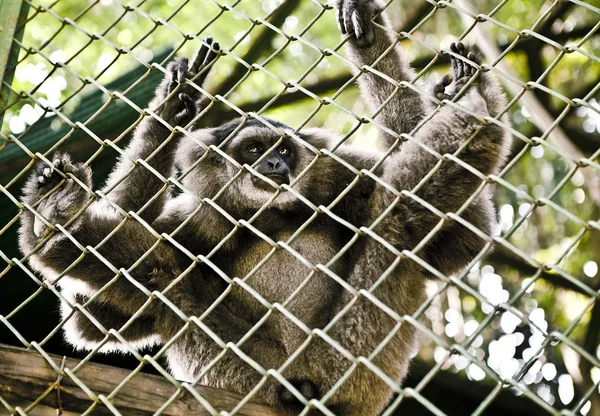 Opice. Bali zoo. Indonésie. — Stock fotografie