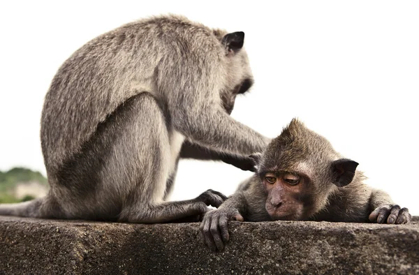 Stock image Monkey. Bali a zoo. Indonesia.