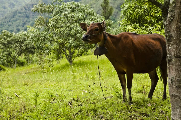 Yeşil çimenlerin üzerinde oturan inek — Stok fotoğraf