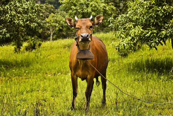 Корова відпочиває на зеленій траві — стокове фото