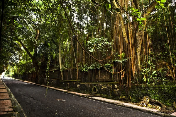 Increíble paisaje tropical. Indonesia - Bali . —  Fotos de Stock