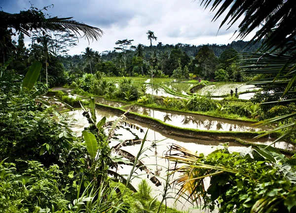 Erstaunliche tropische Landschaft. Indonesien - bali. — Stockfoto