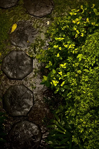 Empilement de cailloux noirs humides avec feuille verte fraîche — Photo