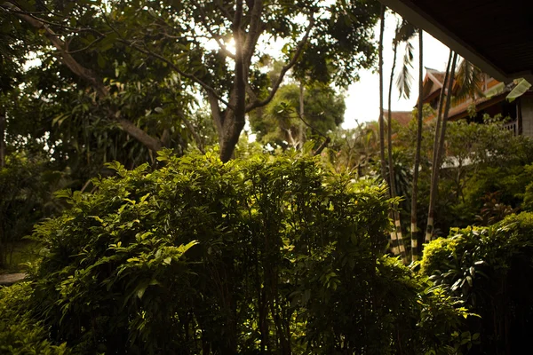 Şaşırtıcı tropikal peyzaj. Endonezya - bali. — Stok fotoğraf