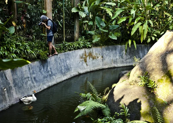 Hayvanat bahçesinde ördek bir fotoğraf çekici adam — Stok fotoğraf