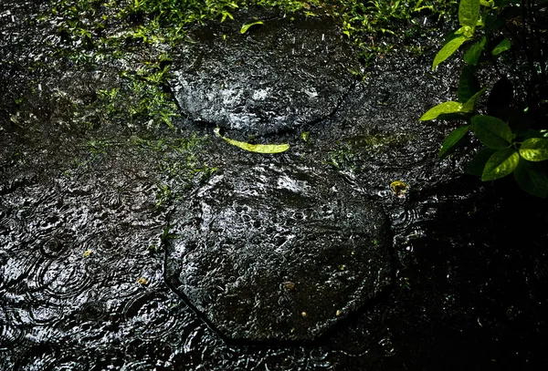 Zásobník černého mokré oblázky s čerstvý zelený list — Stock fotografie