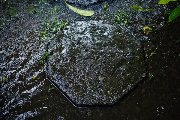 Siyah yığını çakıl taşları ile taze yaprak yeşil ıslak — Stok fotoğraf