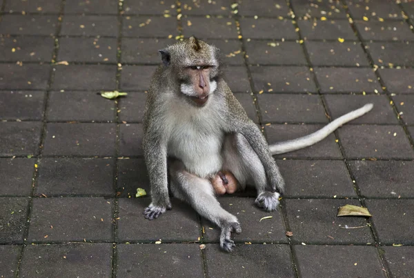 Maymun. Bali bir hayvanat bahçesi. Endonezya. Stok Resim
