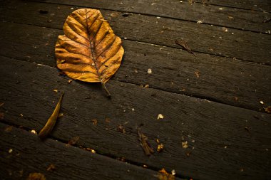 Autumn Leaf over wooden background. clipart