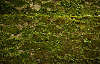 Old stone wall covered vegetation. Photo Background. clipart