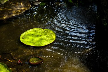 Victoria regia (Amazon dev lily)