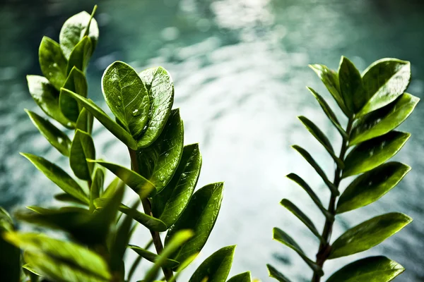 Fresh green leaves on pool edge background — Stock Photo, Image