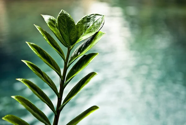 Fresh green leaves on pool edge background — Stock Photo, Image