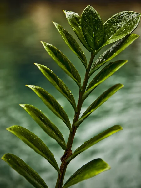 Čerstvé zelené listy na pozadí okraje bazénu — Stock fotografie
