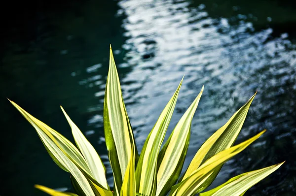 Herbe verte juteuse poussant près de l'étang d'eau — Photo