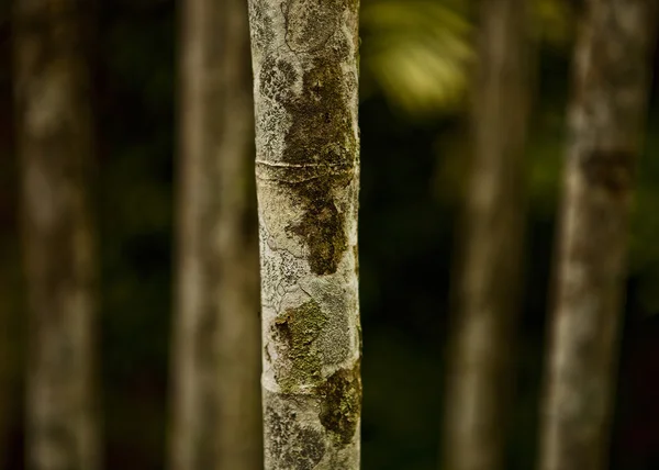 Abstrakte Zen Bambus, künstlerischer Hintergrund. — Stockfoto