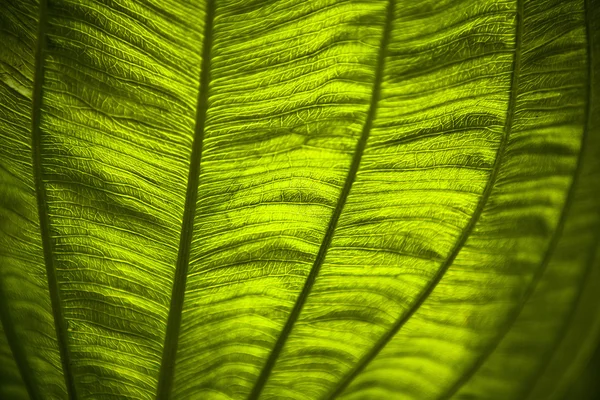 Texture of a green leaf as background — Stock Photo, Image