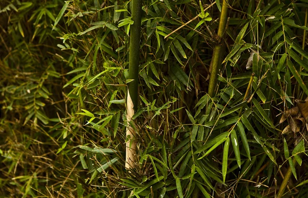 Soyut zen bambu, sanatsal arka plan. — Stok fotoğraf