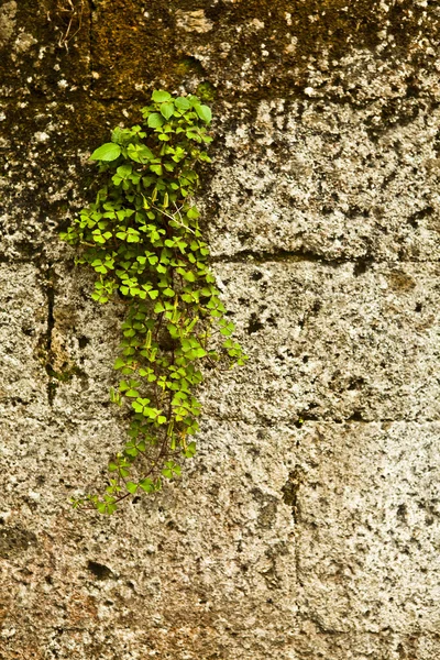 오래 된 돌 담 커버 식물입니다. 사진 배경. — 스톡 사진
