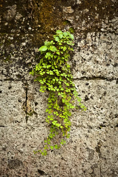Старая каменная стена покрыта растительностью. Фото-фон . — стоковое фото