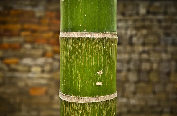Abstracte zen bamboe, artistieke achtergrond. — Stockfoto