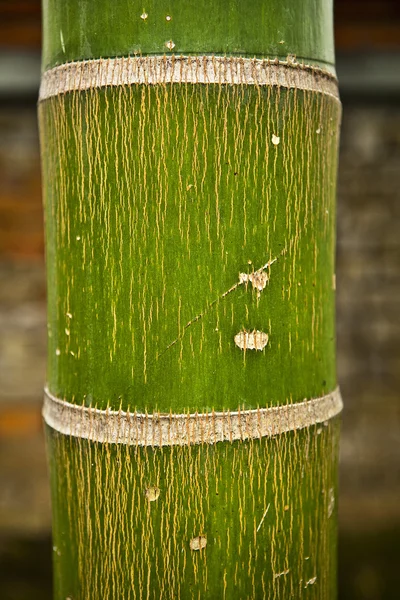 抽象的な禅竹、功妙な背景. — ストック写真