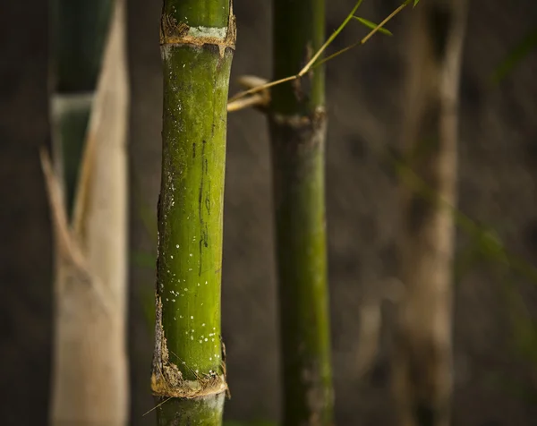 Soyut zen bambu, sanatsal arka plan. — Stok fotoğraf