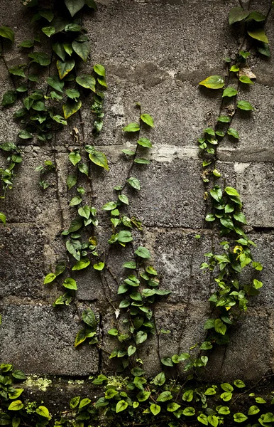 Antigua pared de piedra cubierta de vegetación. Fondo fotográfico . — Foto de Stock