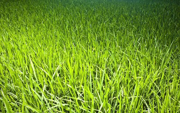 Нова весняна зелена трава. Фотографія тла . — стокове фото
