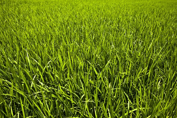 New spring green grass. Background photo. — Stock Photo, Image