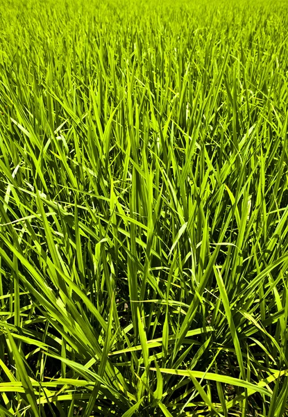 Nové jarní zelené trávy. pozadí fotka. — Stock fotografie