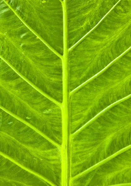 배경 이 푸른 잎의 무늬. — 스톡 사진