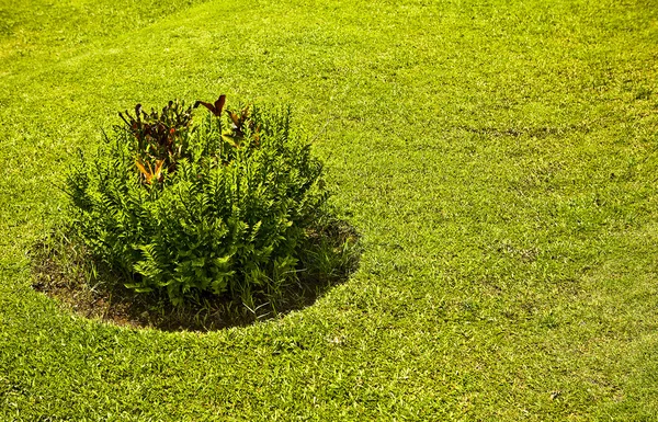 Green bush — Stock Photo, Image