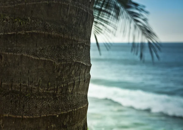 ต้นปาล์มที่ยอดเยี่ยมเหนือชายหาดเขตร้อนในรีสอร์ทหรูหรา — ภาพถ่ายสต็อก