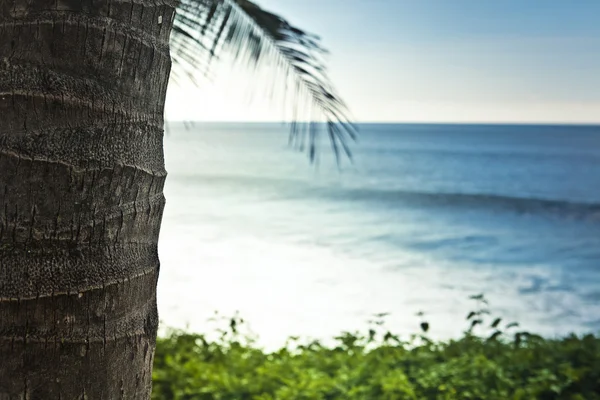 Fantastische Palme über tropischem Strand in Luxus-Resort — Stockfoto