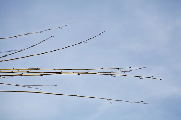 stock image Branches against the blue sky