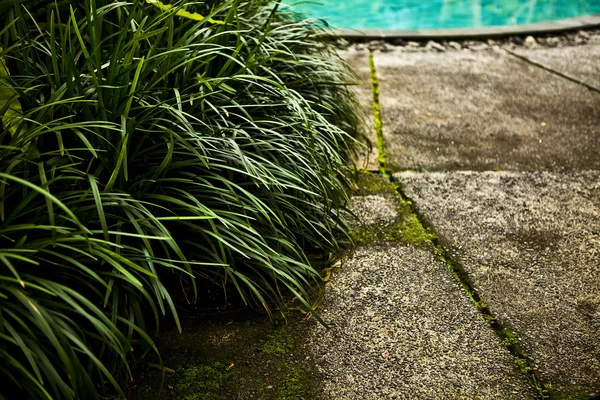 수영장 가장자리 배경에 신선한 녹색 잎 — 스톡 사진