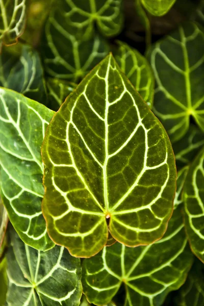 Текстура зеленого листа в качестве фона. — стоковое фото